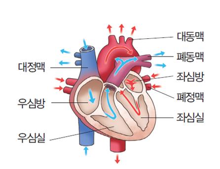 대동맥, 폐동맥, 좌심방, 폐정맥, 좌심실, 대정맥, 우심방, 우심실